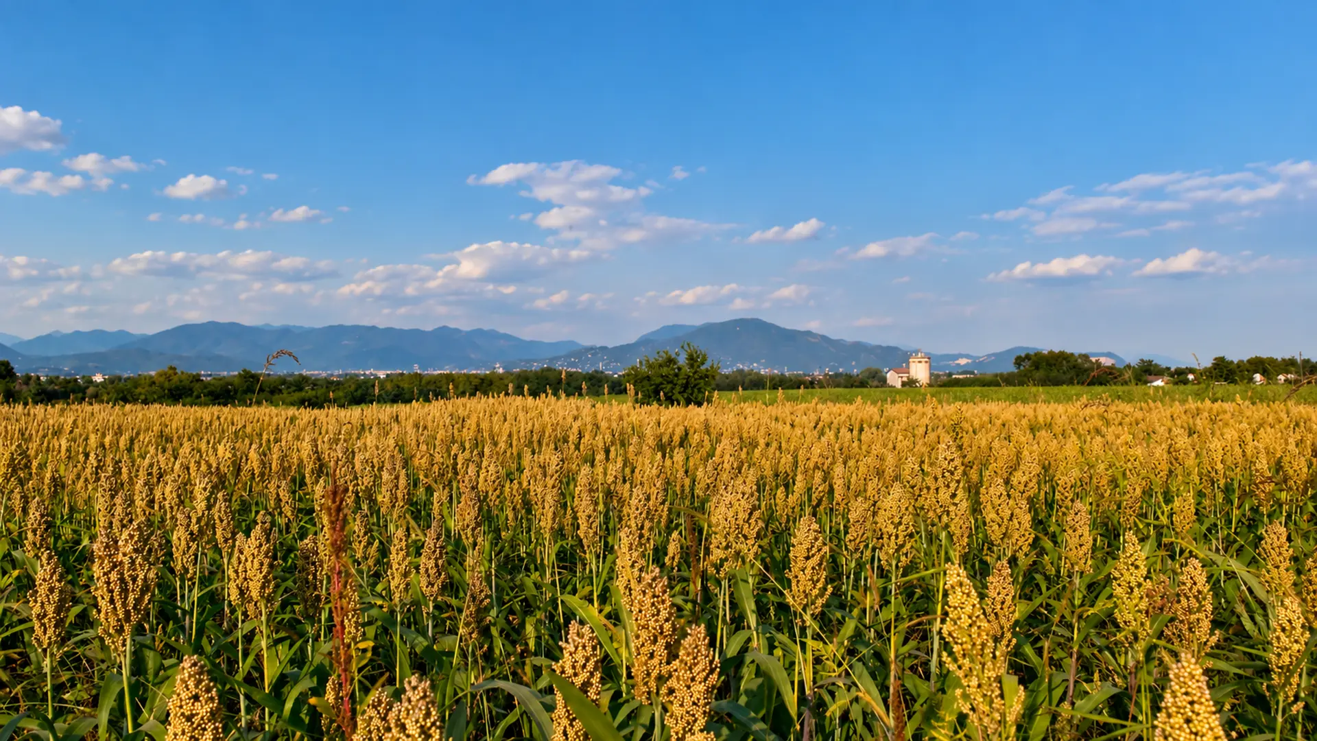 Campo agricolo con silo e colline all'orizzonte, area servita dalla web agency per siti web e landing page nella Bassa Bresciana